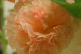 DSC06811_2.jpg