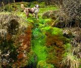 Mossy Carpet