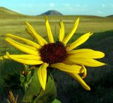 Prairie Sun Flower