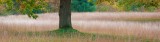 Fall Color - Change of Pace #1376-8