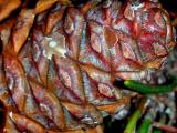 Loblolly Pine Cone