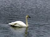 Tundra Swan (Cygnus columbianus)