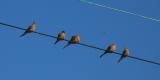 Mourning Doves on Wire