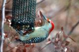 Red-bellied Woodpecker (male)