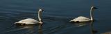 Trumpeter Swan Pair