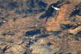  Brown Waterscorpion (Ranatra fusca)