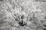Snow-laden Oak