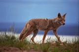 Koyote im Yellowstone