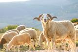A good looking lamb in Aintemouchent,Algerie