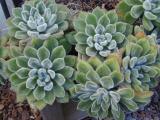 Unidentified fuzzy succulent