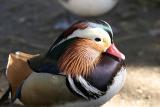 Mandarin Duck