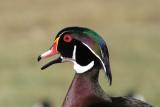 Wood Duck - Aix sponsa