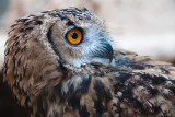 IMG_6548 - Bubo bubo