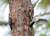 RCWtranslocation_66-b.jpg