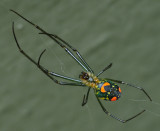 Green Lyssomanes