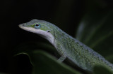 Green Anole