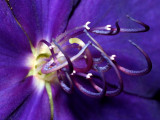 Princess Flower42.jpg