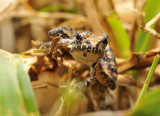 Cricket frog