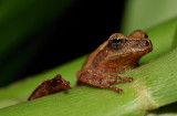 Southern spring peeper