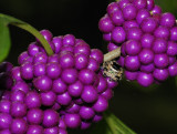 AmericanBeautyberry-Canopy Jumping spider.jpg