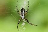 Black and Yellow Argiope2117.jpg