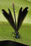 Ebony jewelwing.jpg