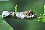 Giant swallowtail caterpillar0736.jpg