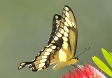 GiantSwallowtail-1.jpg