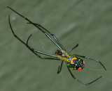 Green Lyssomanes.jpg