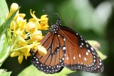 Queen butterfly0215.jpg
