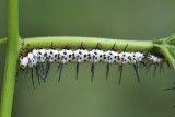Zebra longwing caterpillar3952.jpg