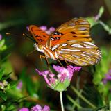 Gulf Fritillary.jpg