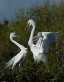 VeniceRookeryGreatEgretpair.jpg