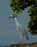 Sanibel-Ding-YCNHeron.jpg