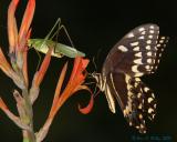 Sharing a Flower.jpg