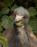Serious Chick.jpg