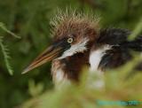 Bad Hair Day.jpg