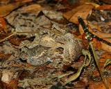 Three toads.jpg