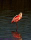 Spoonbill.jpg