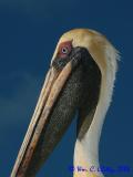 Brown Pelican.jpg