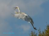 GreatEgret55.jpg