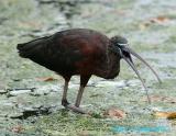 GlossyIbis641.jpg
