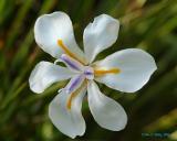 unknown iris.jpg