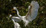 DSC_2087-p.jpg