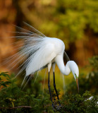 DSC_2333-p.jpg