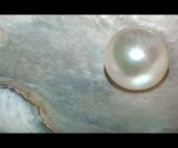 Pearl on Shell