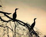 Cormorants at Dusk