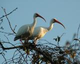 Twin Ibis