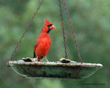 Cardinal (Male) 3-13