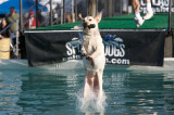 Splash Dog 01 17 09